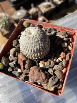 Turbinicarpus pseudopectinatus